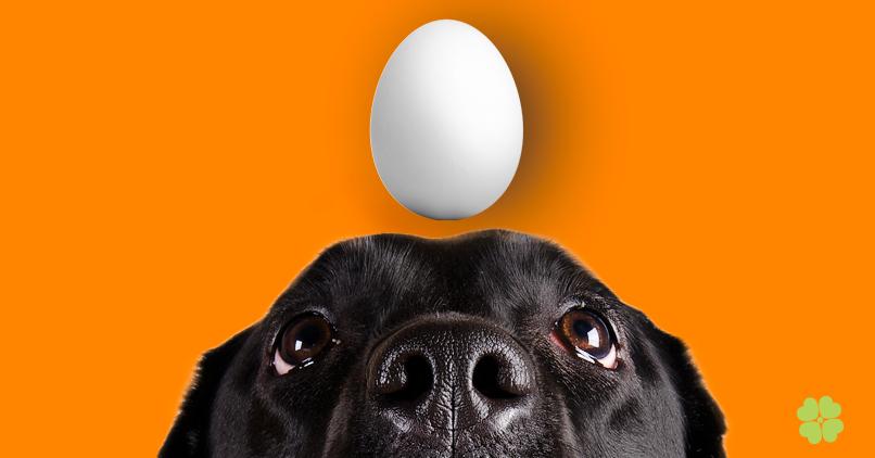 Are Eggs Safe For Dogs Or Not?