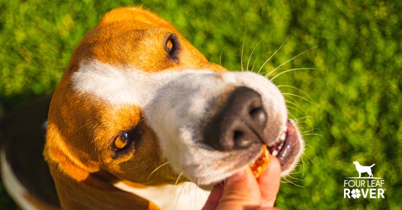 Is Vegetable Glycerin Safe For Dogs?