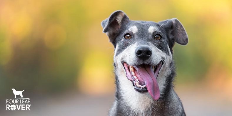 4 Big Health Benefits Of Quercetin For Dogs