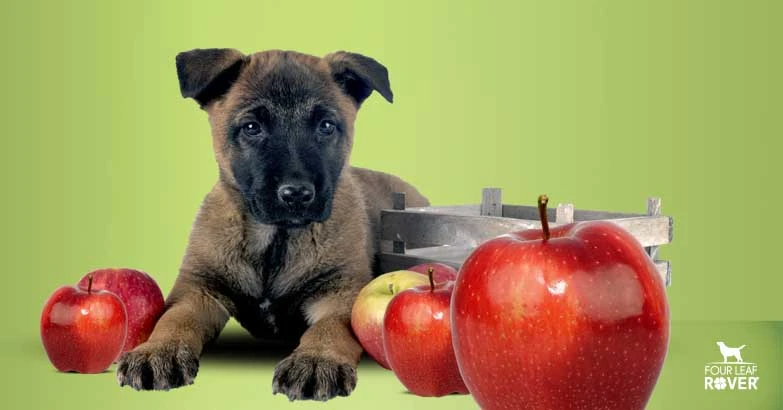 Why Your Dog Needs Polyphenols