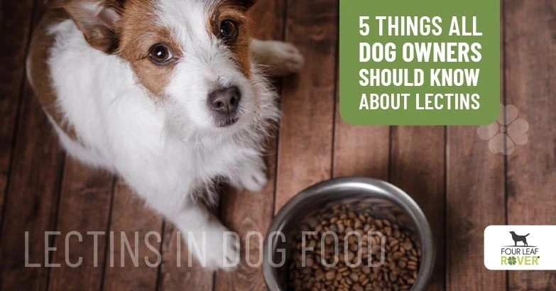 5 Things All Dog Owners Should Know About Lectins