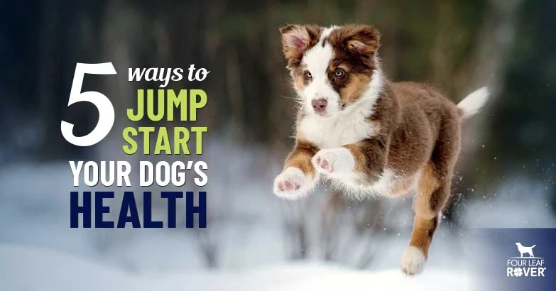 5 Ways To Improve Your Dog’s Health