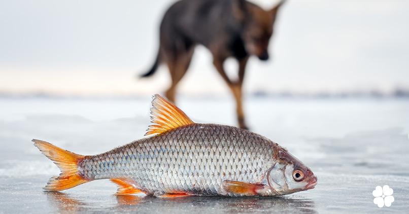 The Truth About Fish Oil Omega-3s For Dogs