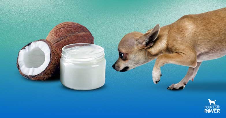 Is Coconut Oil Good For Dogs?