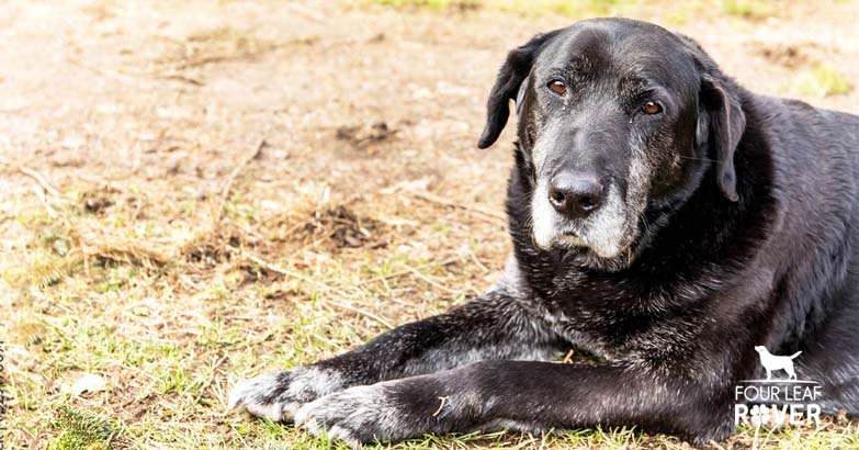 Can Older Dogs Get Parvo?