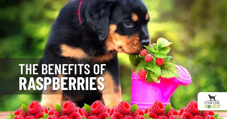 3 Reasons To Feed Your Dog Raspberries