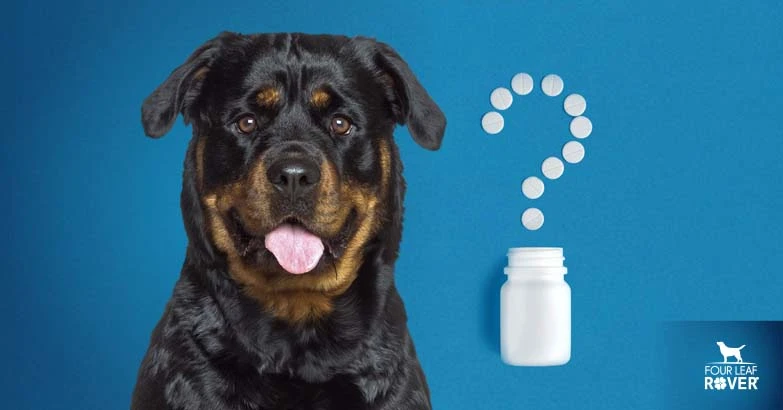 What To Do If You Have To Give Your Dog Antibiotics