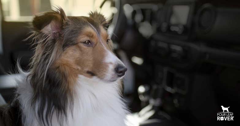 Can Dogs Get Car Sick?