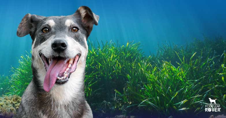 Give Your Dog The Benefits of Sea Vegetables