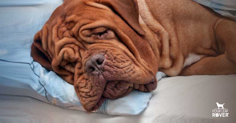 Benefits And Uses Of Melatonin In Dogs