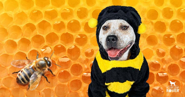 Is Honey Good For Dogs?