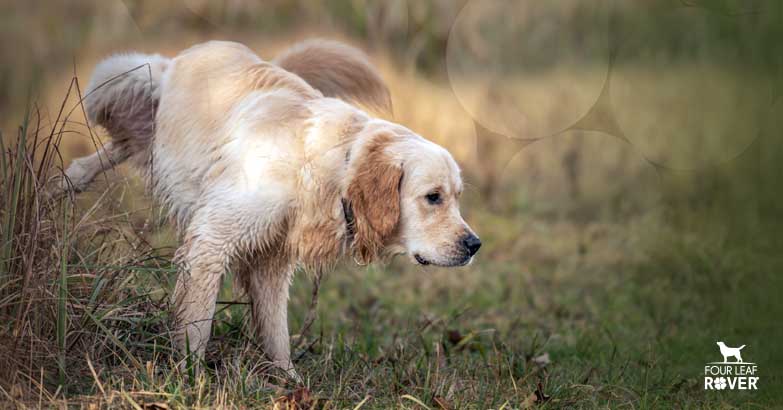 5 Home Remedies For Dog UTIs