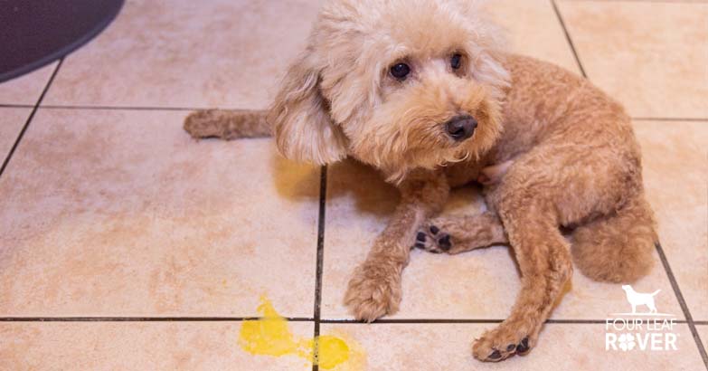 Why Is Your Dog Vomiting Yellow Bile?