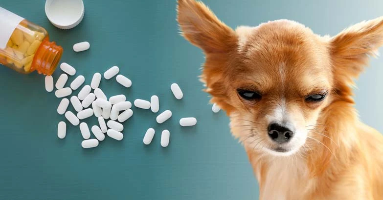 Don’t Use Metronidazole for Dogs! Use These Natural Solutions Instead