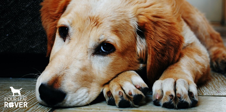 How To Help Your Dog Avoid 7 Common Immune Stressors