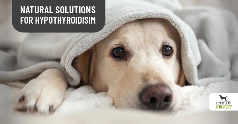 DIY Solutions For Thyroid Problems In Dogs