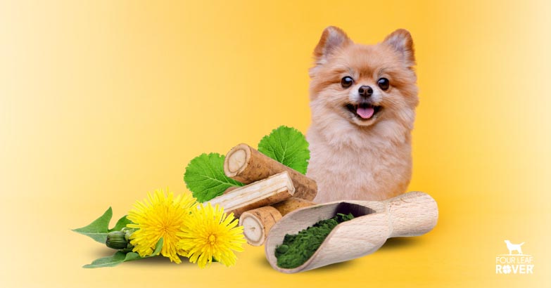 The Best Cleansing Herbs For Dogs