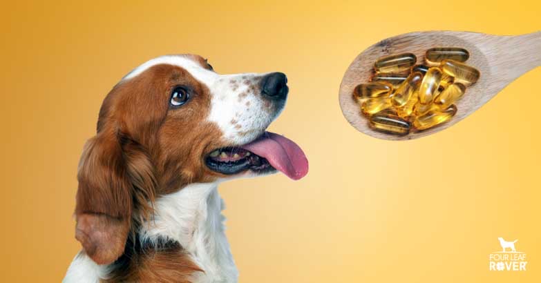 Is Fish Oil Good For Dogs?