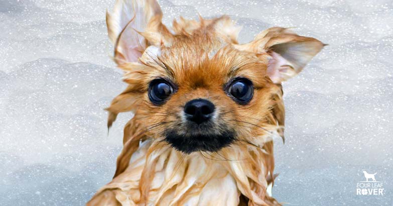 Is Your Dog’s Shampoo Natural?