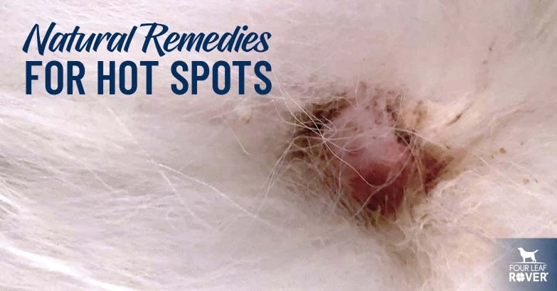 Hot Spots On Dogs: DIY Remedies That Work