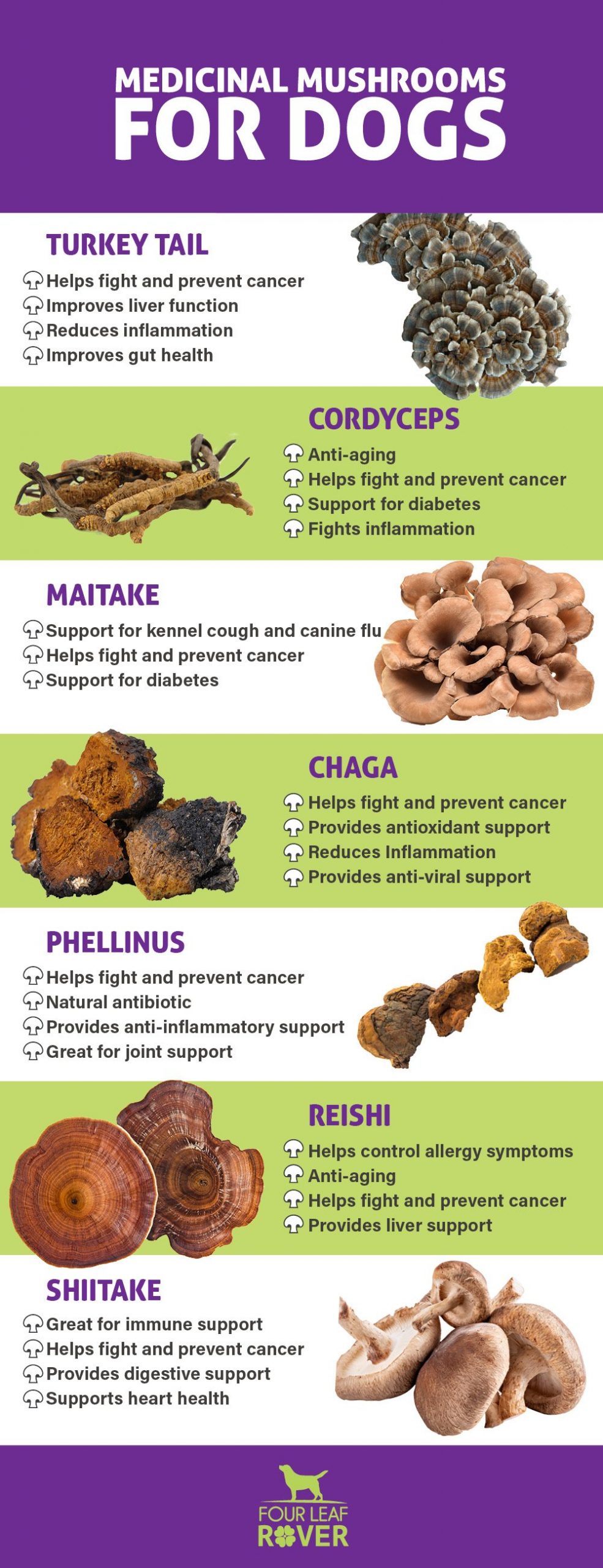 Can Dogs Eat Mushrooms? Yes! Here’s Why