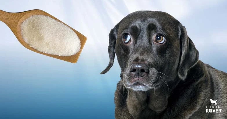 3 Ways Maltodextrin Can Harm Your Dog