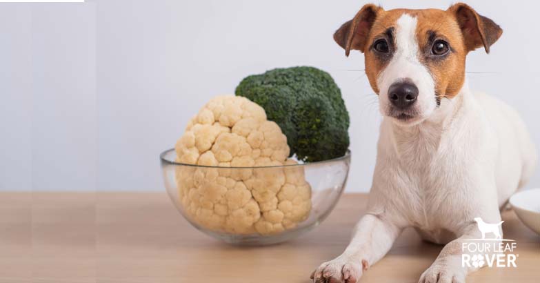 What Are The Best Veggies For Dogs?