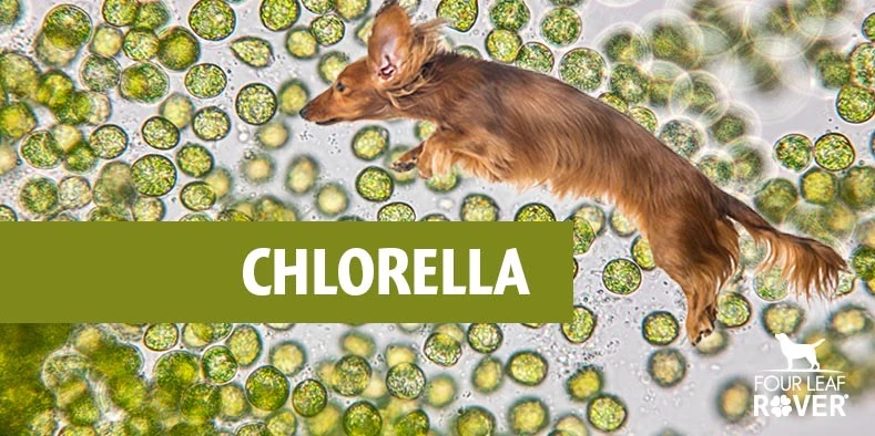 5 Ways Chlorella Keeps Your Dog Healthy