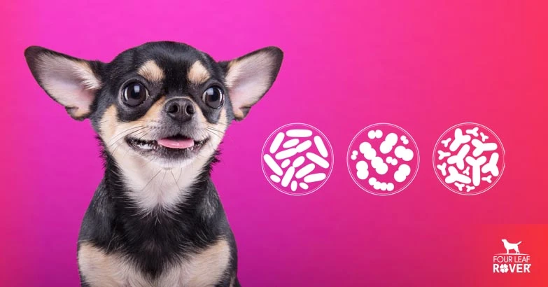 Which Probiotics Are Best For Dogs