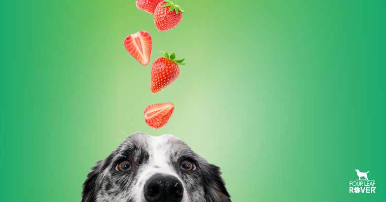 Are Strawberries Bad for Dogs?