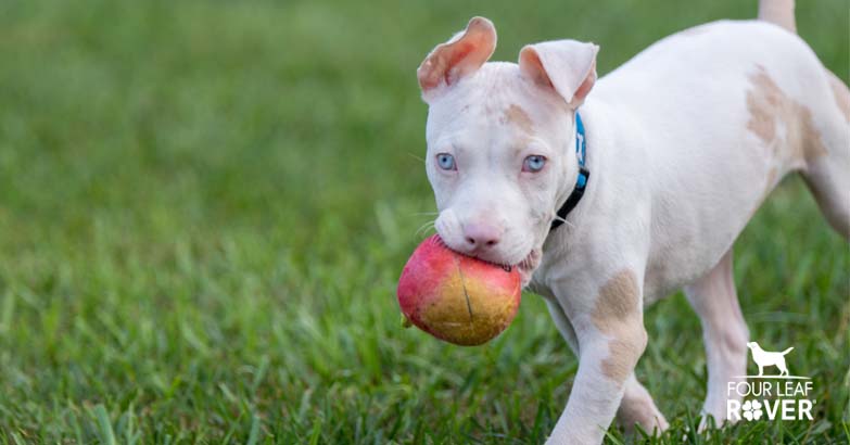 The Dangers Of Rotten Apples For Dogs