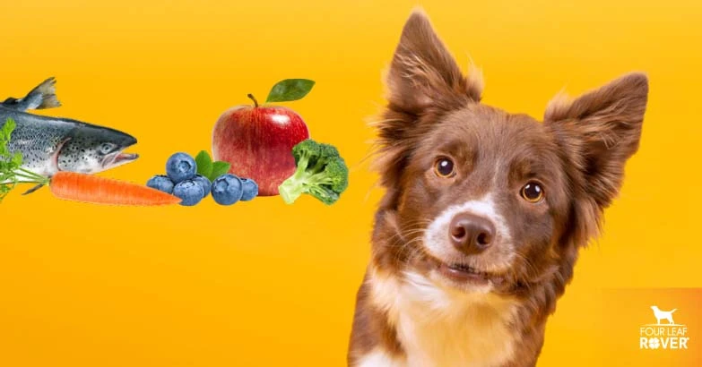 5 Important Antioxidants Your Dog Needs