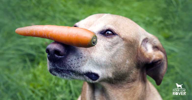 Are Carrots Good For Dogs?