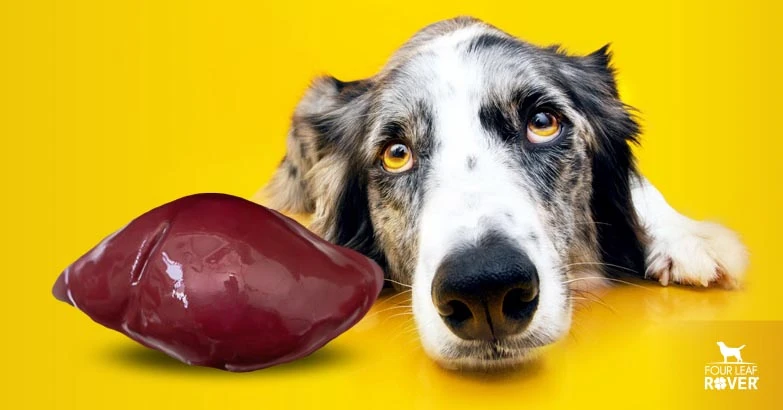 5 Signs Your Dog’s Liver Needs A Detox