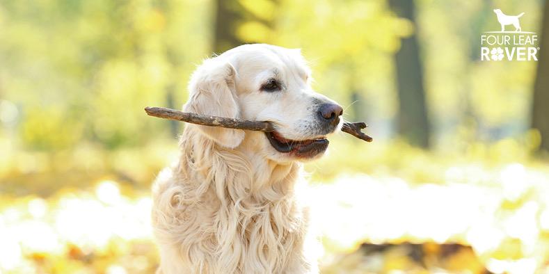 3 Natural Ways To Boost Your Dog’s Immune System