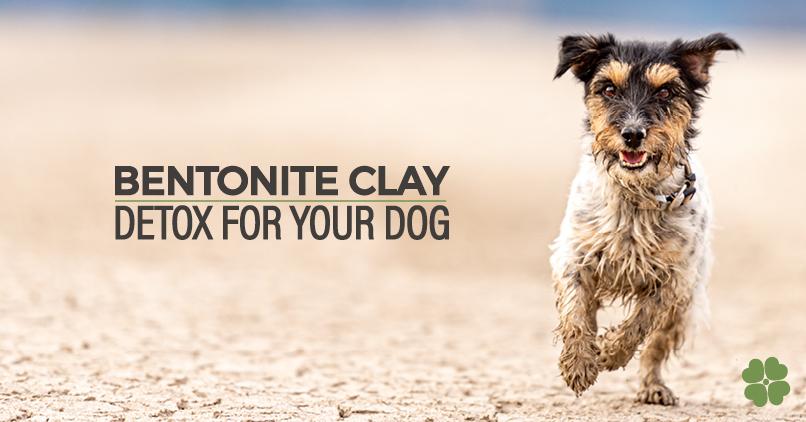 Feed Bentonite Clay To Detox Your Dog