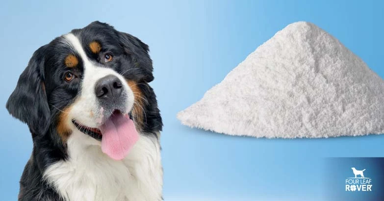 How to Balance Calcium In Your Dog’s Diet