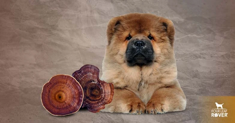 6 Reasons Reishi Mushrooms Are Good For Your Dog