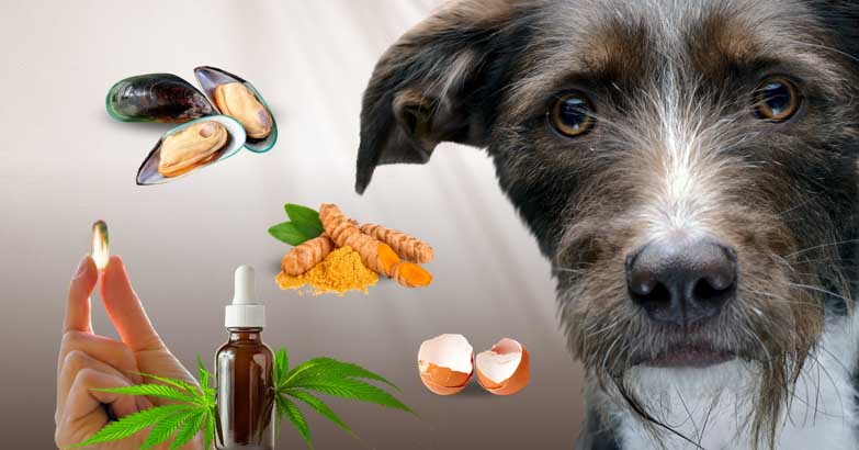 Carprofen For Dogs: 5 Natural Alternatives