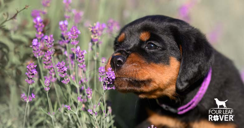 Top 10 Essential Oils That Are Safe For Dogs