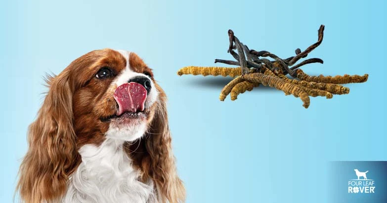 3 Ways Cordyceps Mushrooms Can Help Your Dog