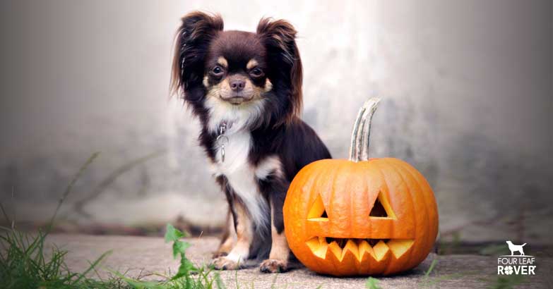 8 Tips For Halloween Anxiety In Dogs