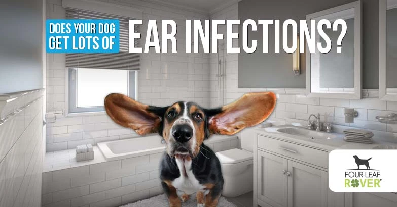 5 DIY Ear Solutions For Dog Ear Infections