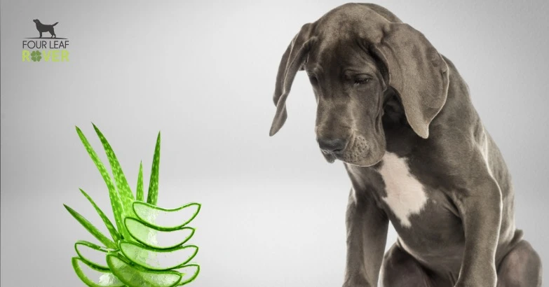 Is Aloe Safe Or Toxic For Dogs? Here’s What You Need To Know